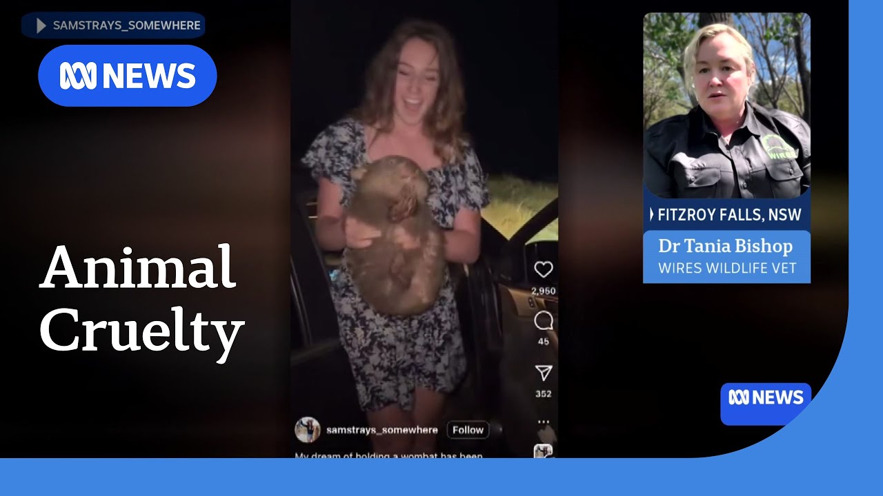 US influencer takes baby wombat from its mother, faces backlash | ABC News