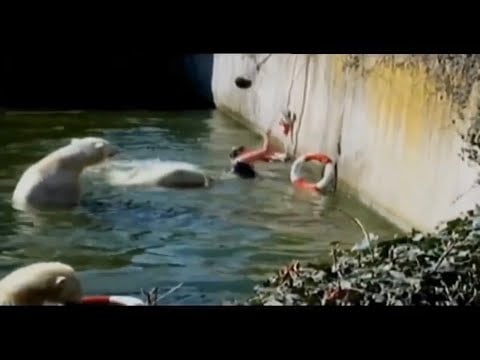 Polar Bear Attacks Woman