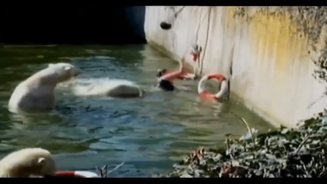 Polar Bear Attacks Woman