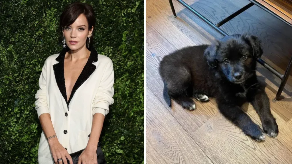 Lily Allen Faces Backlash After Returning a Dog