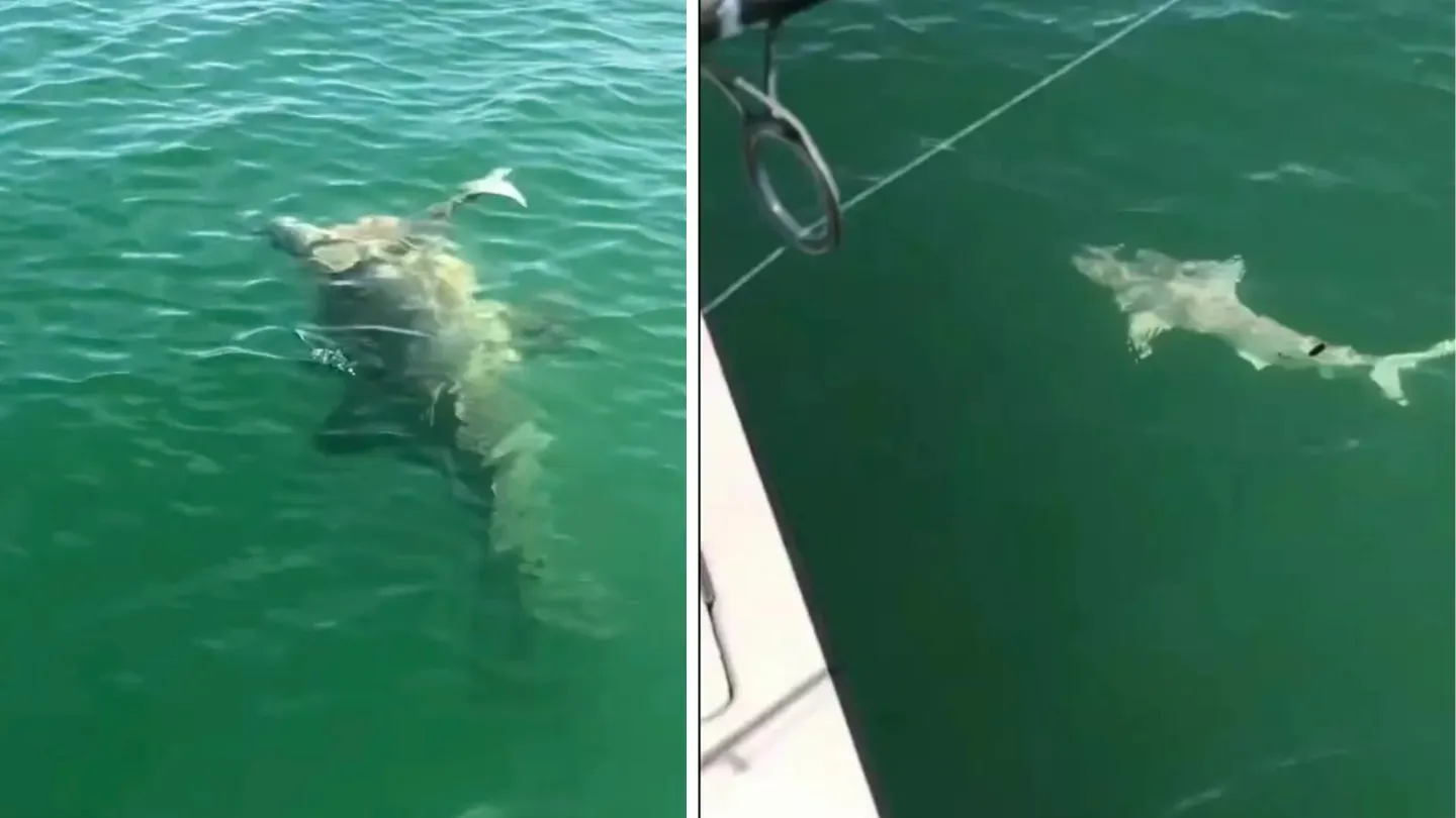 Fishermen left in disbelief as a massive sea creature swiftly consumed a shark in a single bite