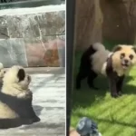 Zoo criticized after tourists realized ‘pandas’ weren’t what they expected when they made noise