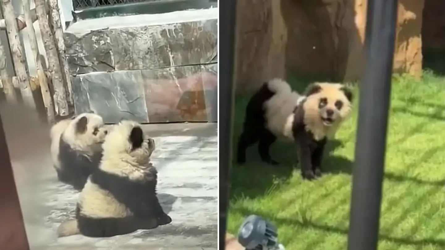 Zoo criticized after tourists realized ‘pandas’ weren’t what they expected when they made noise