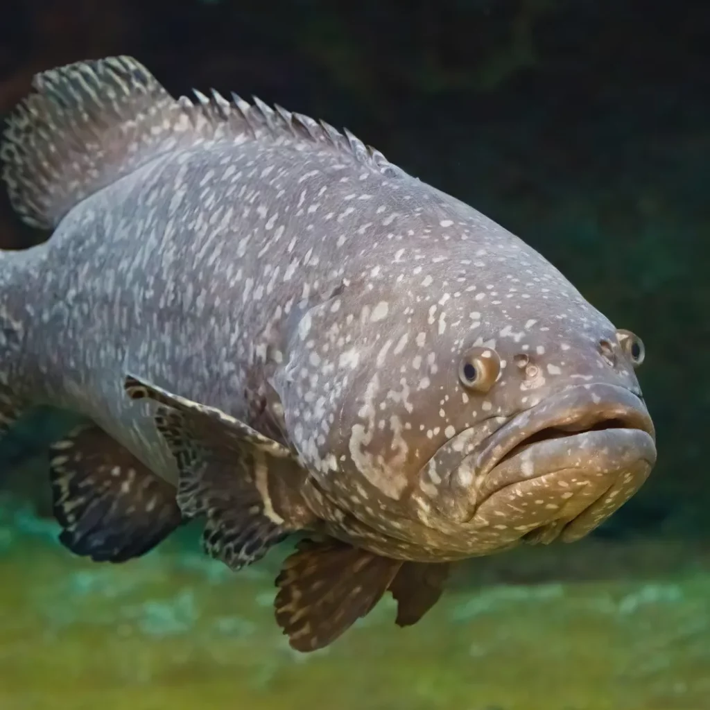 massive goliath grouper