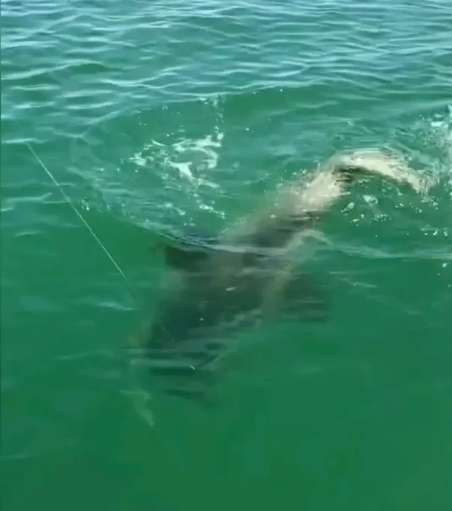 massive goliath groupers swam around the ensnared shark