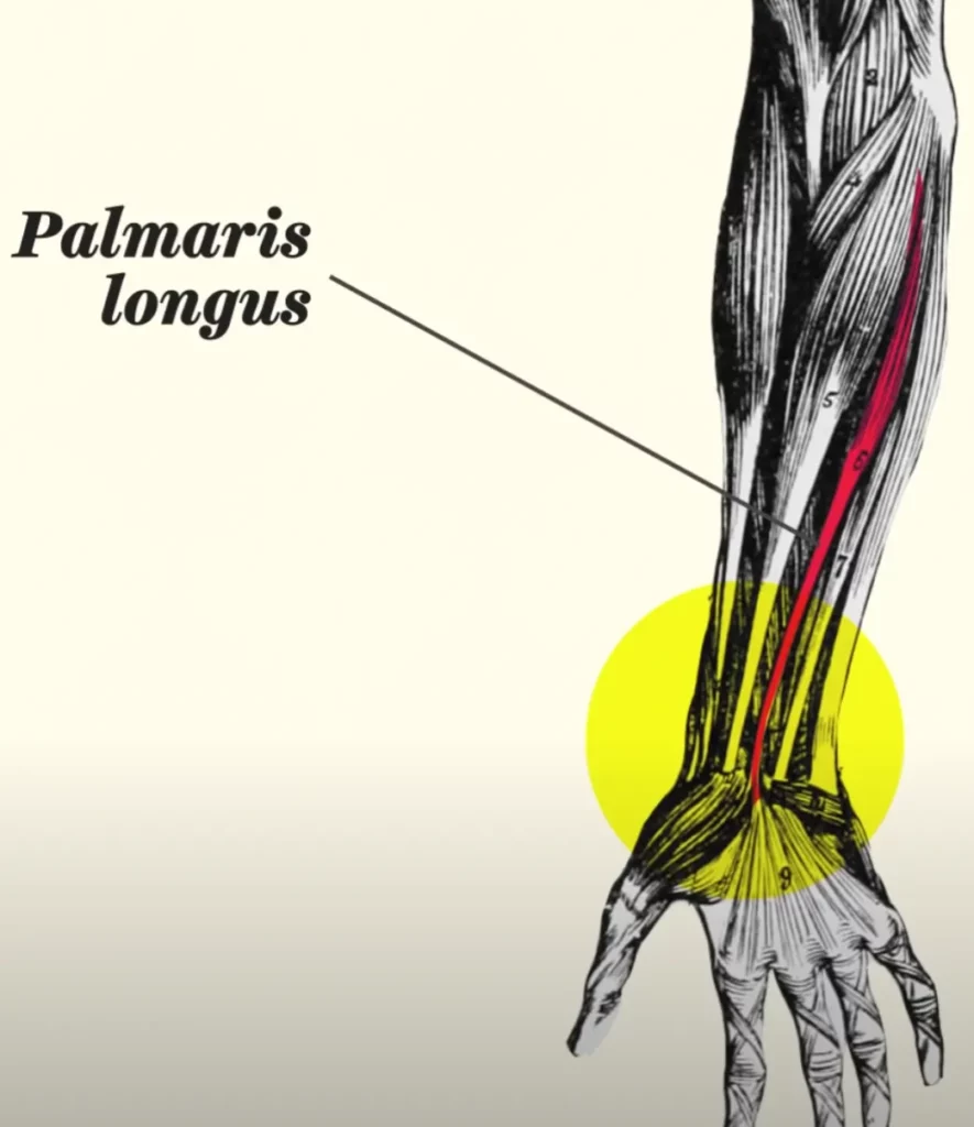 palmaris longus