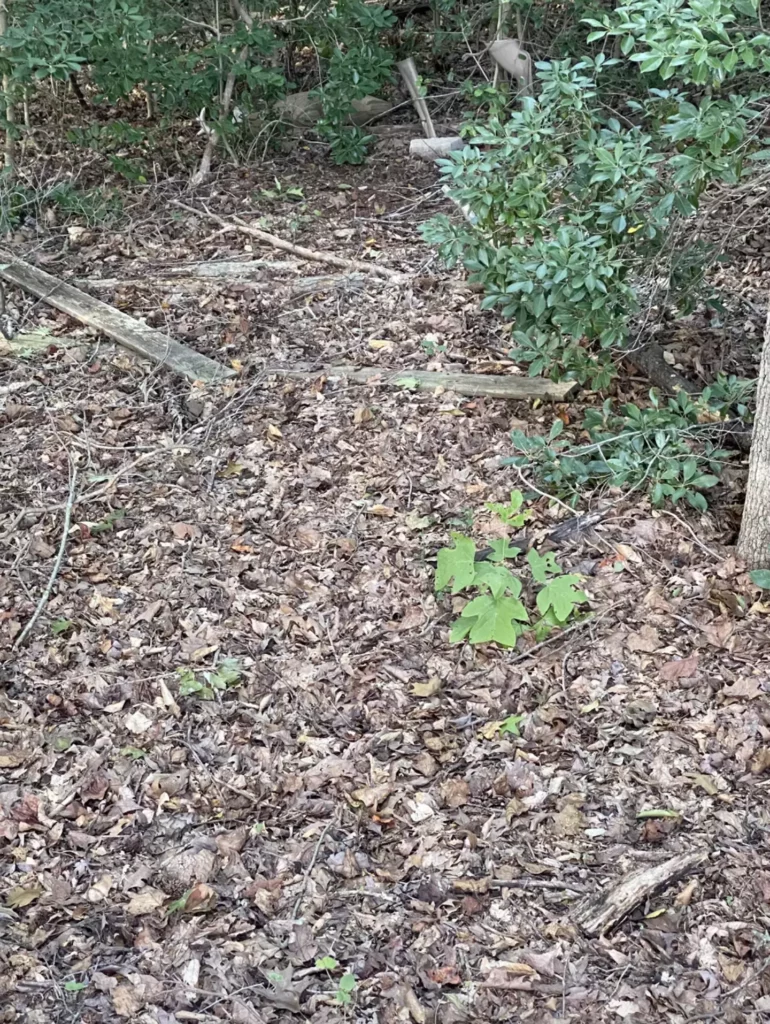 A picture of a copperhead snake in the woods 