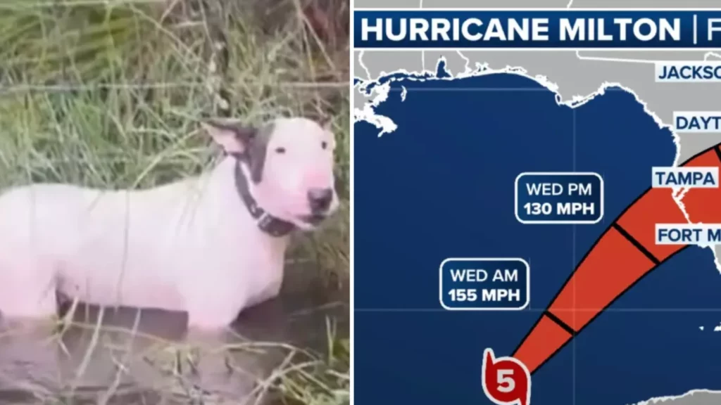 Abandoned Dog During Hurricane Milton