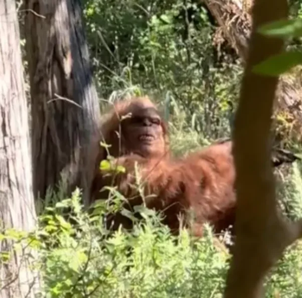 footage of Bigfoot