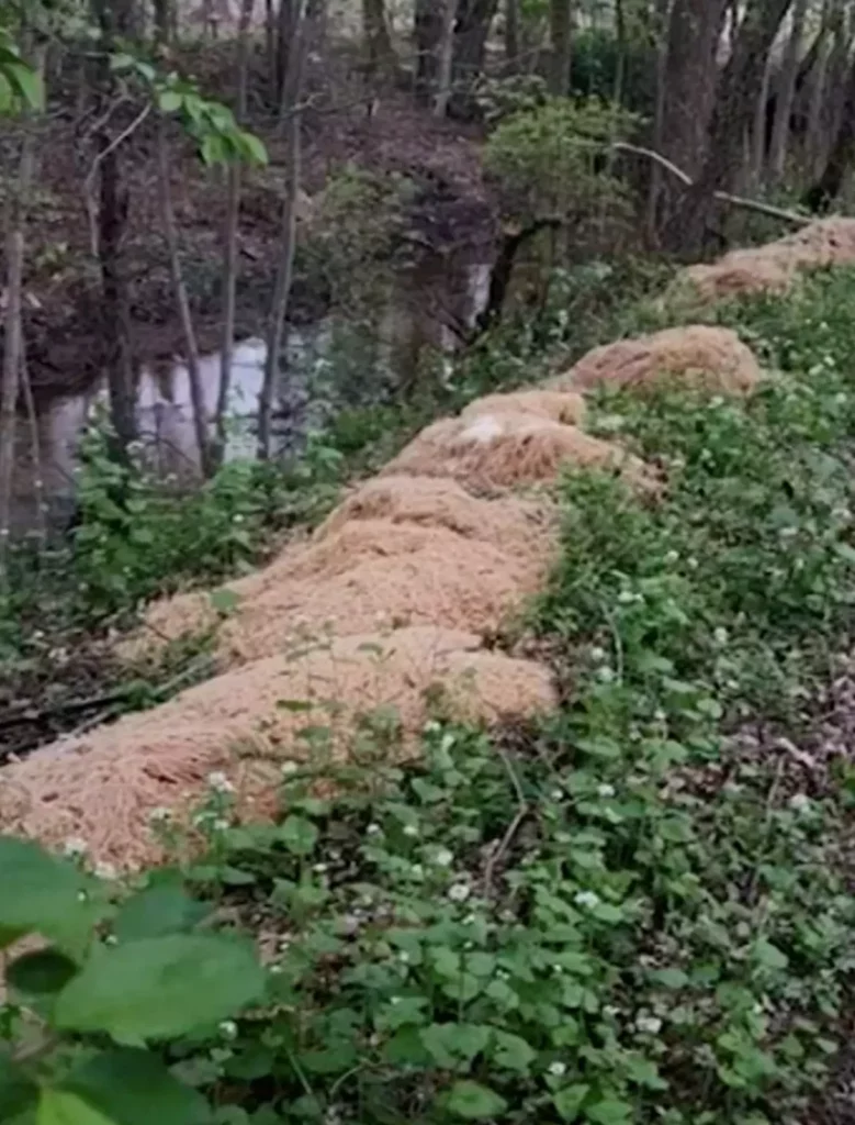 500 lbs of cooked pasta