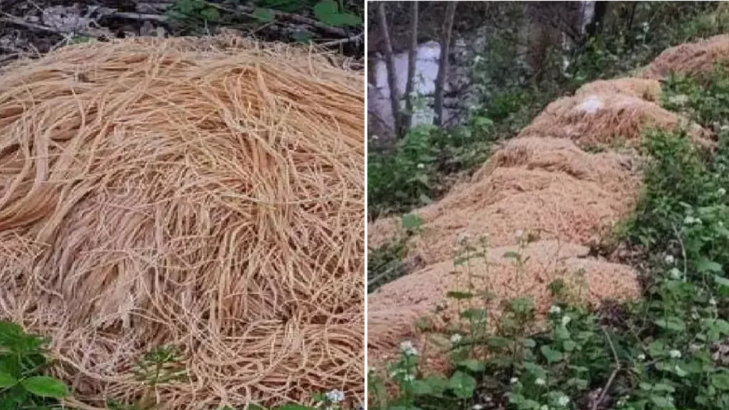 500 lbs of cooked pasta left in the woods