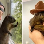 Authorities Face Backlash Over Euthanizing Peanut the Squirrel