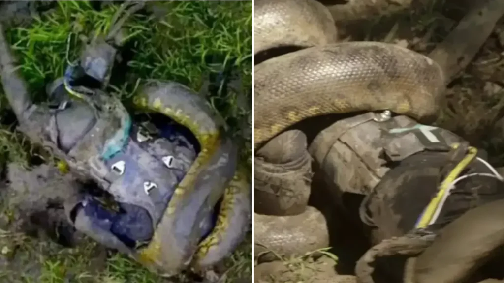 Man’s Daring Attempt to Be Eaten by Snake Ends in Regret