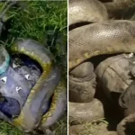 Man’s Daring Attempt to Be Eaten by Snake Ends in Regret