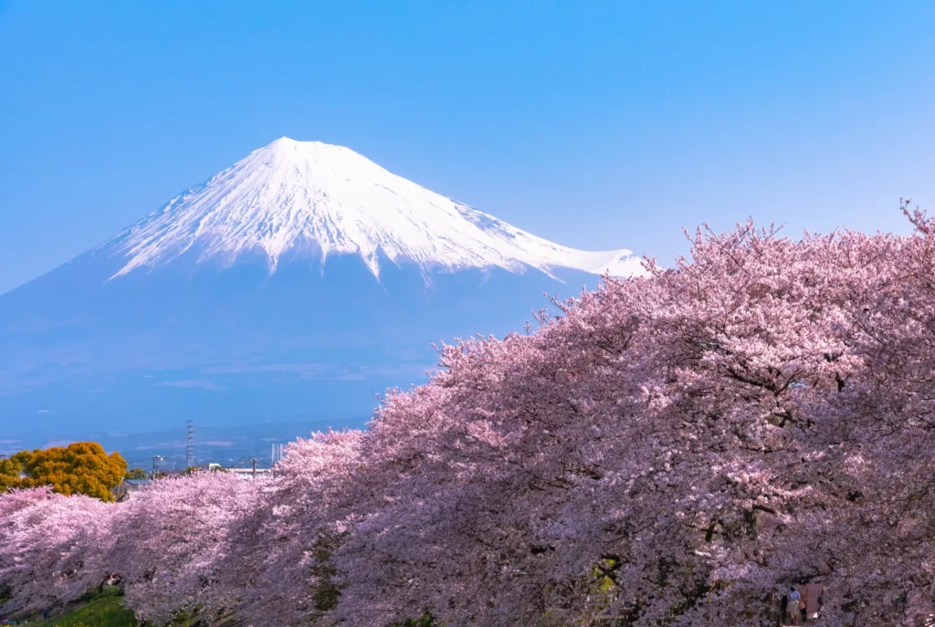 Mount Fuji's lack of snow