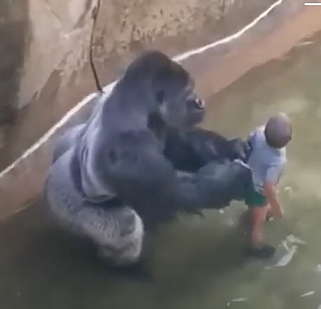 Harambe