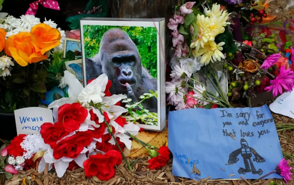 Harambe's story a unique life over the years