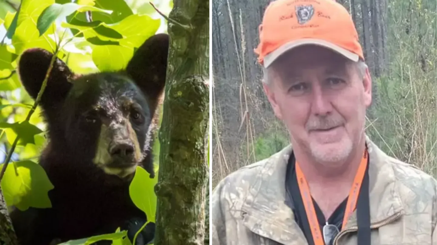 Hunter Dies After Bear Shot from Tree Falls