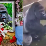 Mother Speaks Out Following Tragic Incident That Led to Harambe’s Death