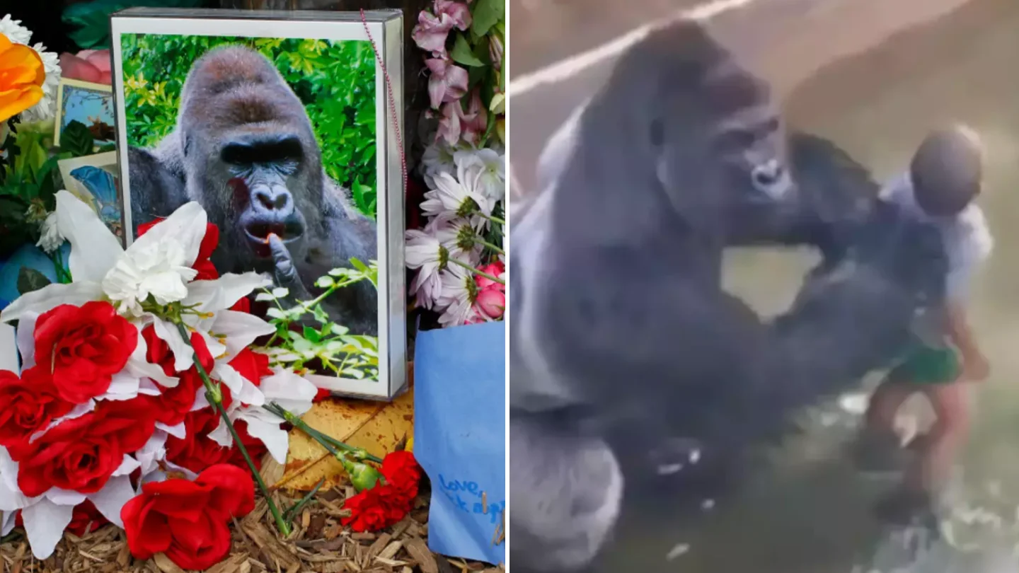 Mother Speaks Out Following Tragic Incident That Led to Harambe’s Death