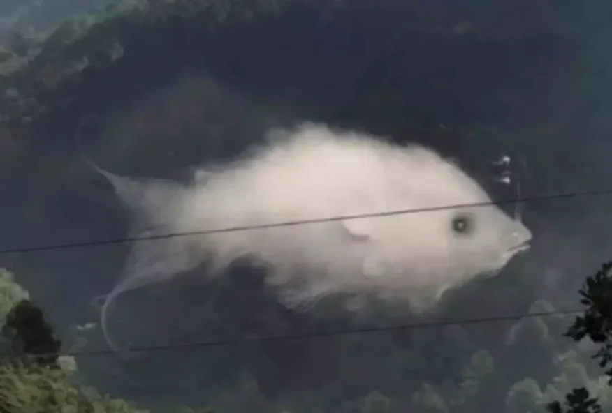 fish or a cloud