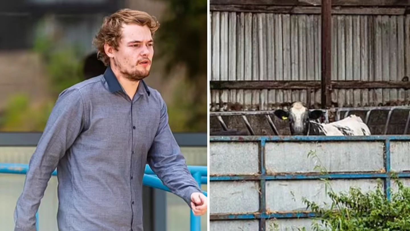 Farmer Surveillance Uncovers Shocking Truth Behind Calves’ Mysterious Deaths