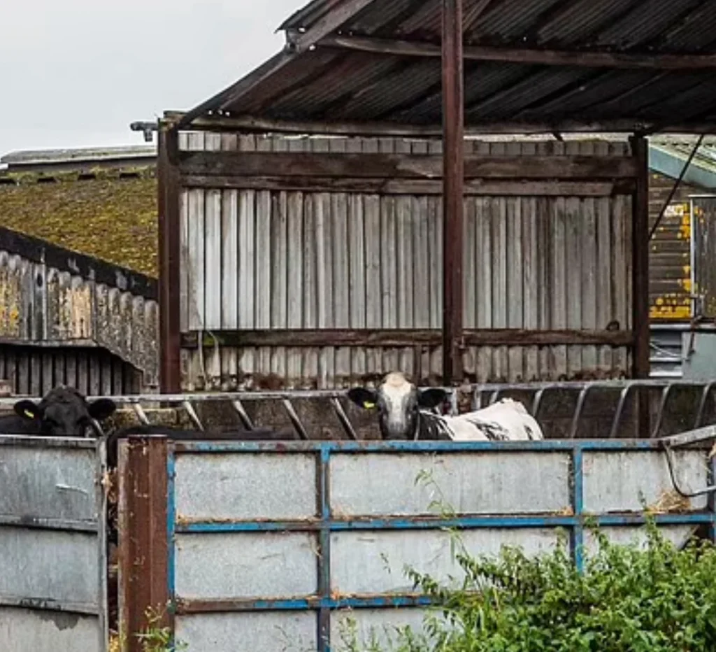 Young calves were falling ill under mysterious circumstances