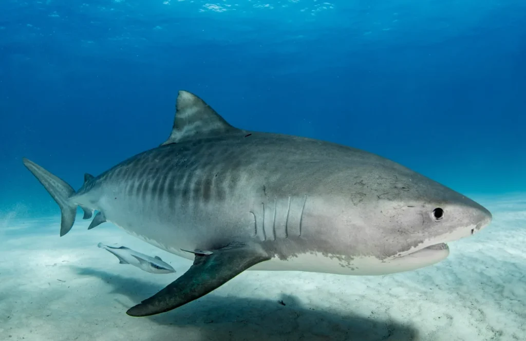 tiger shark