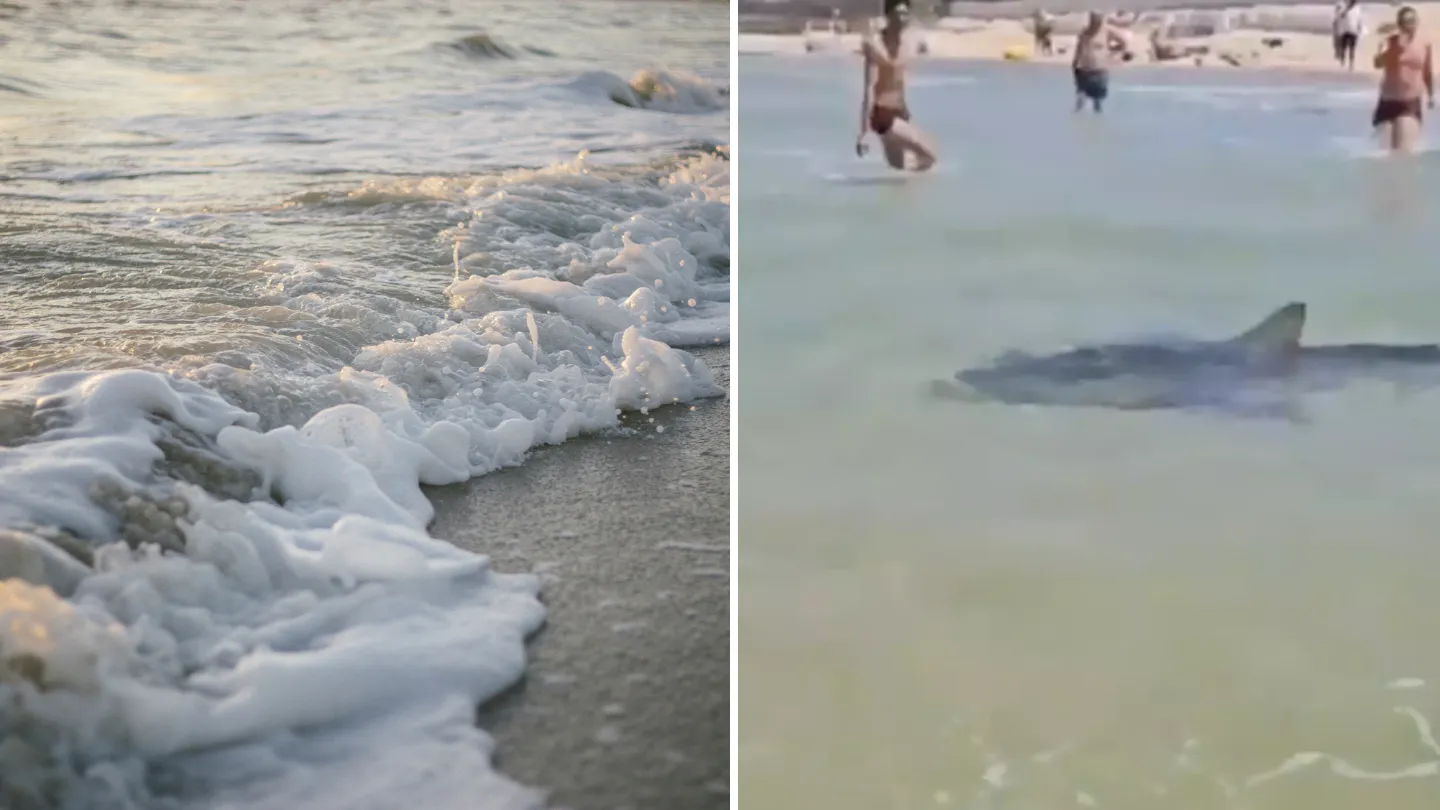 Shark Attack Caught on Video as Experts Explain What Drew Them to Shore