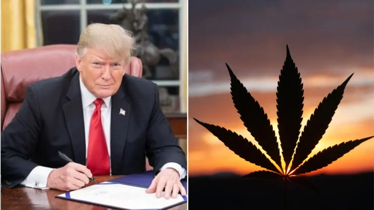 All We Need To Know About Trump Considering Major Change to U.S. Marijuana Laws